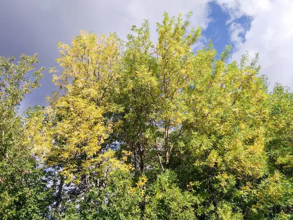 Blommor Och Träd Höstens Natur — Stockfoto