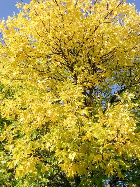 秋天自然的花朵和树木 — 图库照片