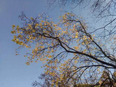 Çiçekler ve ağaçlar sonbahar doğada.