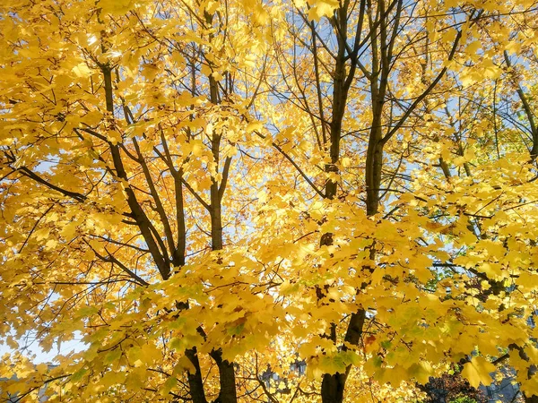 Bloemen Bomen Herfst Natuur — Stockfoto