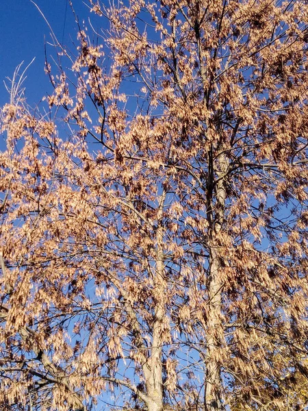 Blommor Och Träd Höstens Natur — Stockfoto