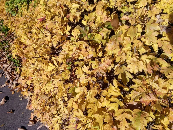 Fleurs Arbres Automne Nature — Photo