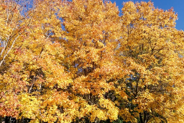 Fleurs Arbres Automne Nature — Photo