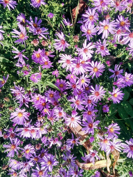 Blumen Und Bäume Herbstlicher Natur — Stockfoto