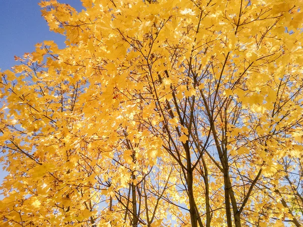 Цветы Деревья Осенью — стоковое фото