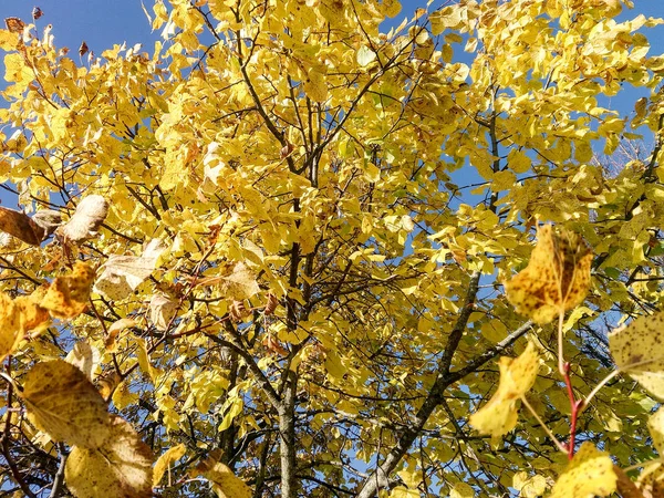Blumen Und Bäume Herbstlicher Natur — Stockfoto