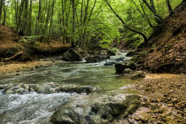 Büyük Kırım Kanyon boyunca orman manzara.