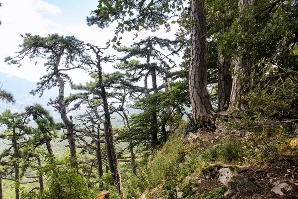 Paisaje Del Bosque Montaña Monte Petri — Foto de Stock