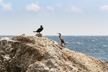 Denizin içinde bir kaya üzerinde vahşi deniz kuşları.