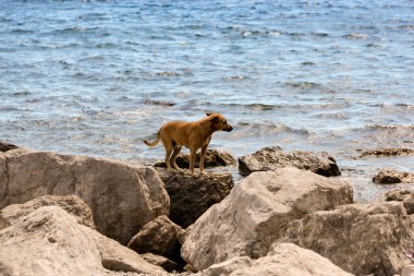 Sahil ve plajlar resort kasaba Simeiz.