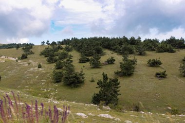 Kırım'da yollarda hareket eden bir arabanın penceresinden sayısı.