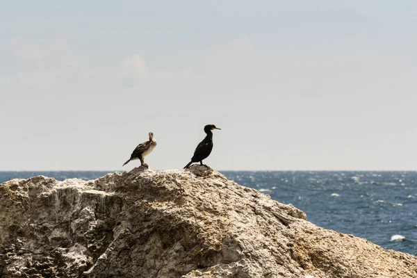 Uccelli Marini Selvatici Una Roccia Nel Mare — Foto Stock