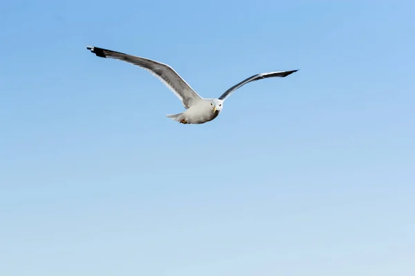 Sea Gull Háttérben Felhők Égen — Stock Fotó