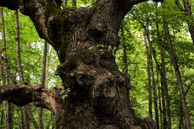 Kırım'da yollarda hareket eden bir arabanın penceresinden sayısı.