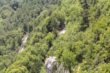 Dağ orman manzarası Mount Ai-Petri üzerinde.