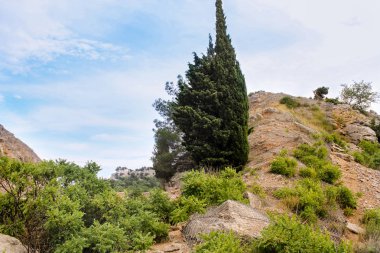 Cypress Mount kedi üstüne.