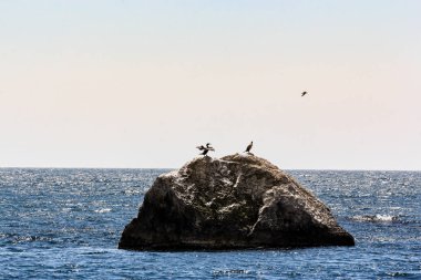 Bir çift deniz taş karabatak.