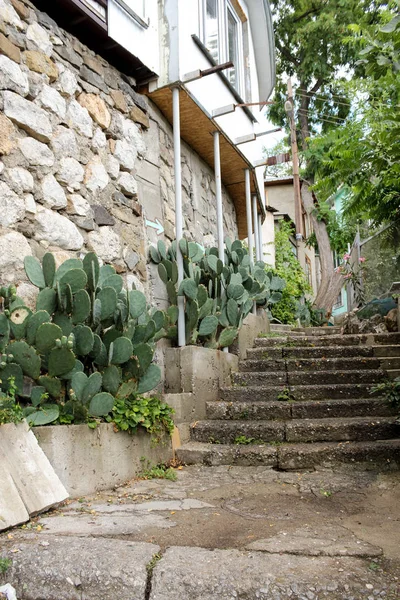 Cacti at home. — Stock Photo, Image