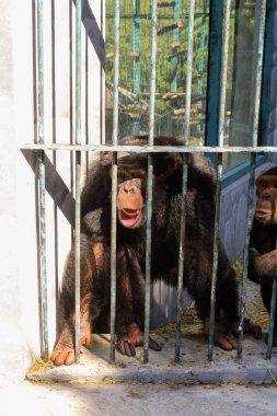 Maymun şempanze demir parmaklıklar ardında.