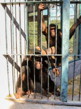 Kafesteki maymunlar.