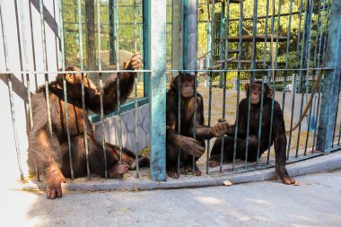 Maymunlar demir parmaklıklar ardında.