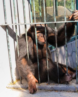 Maymun şempanze demir parmaklıklar ardında.
