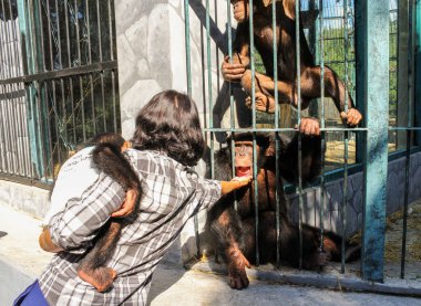 Bir işçi Hayvanat Bahçesi maymunlarla çalış.