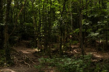 Karanlık yoğun orman.