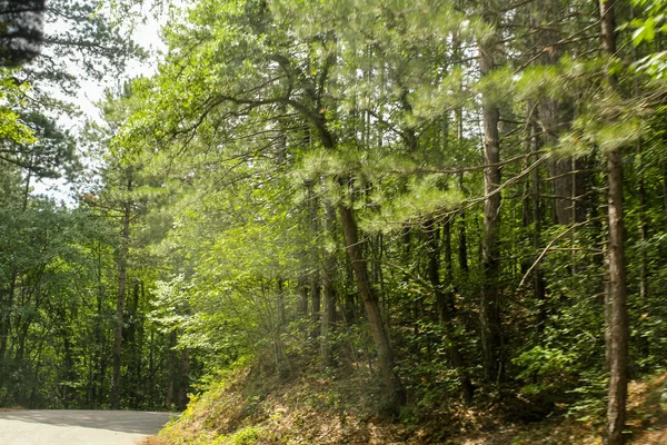 Forest on the hill. — Stock Photo, Image