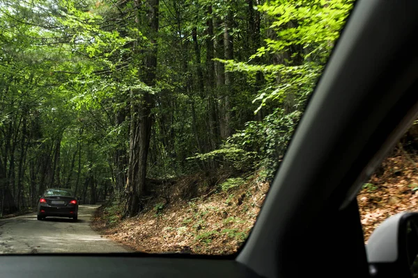 Forêt épaisse le long de la route . — Photo