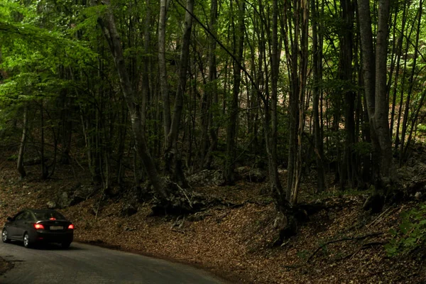 Riding through a dark forest. — Stock Photo, Image