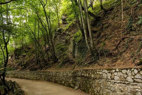 Yol boyunca orman yamaç.