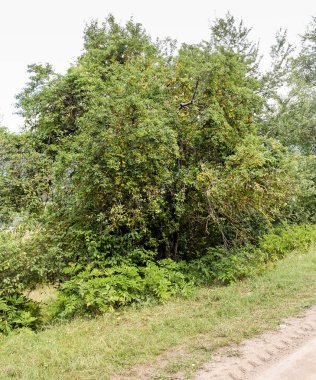 Erik ağacı karayolu ile.