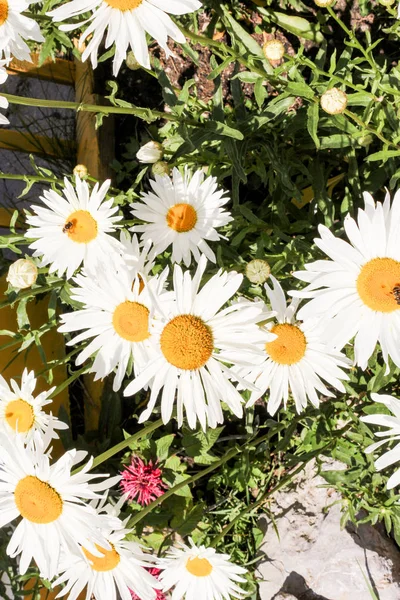 Large flowers of daisies. — Stock Photo, Image