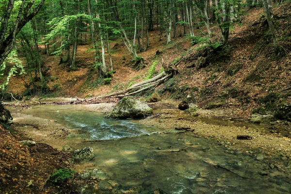 Ondiepe bos rivier. — Stockfoto