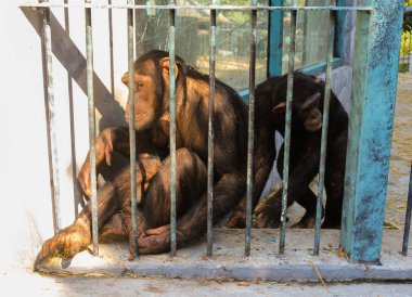 Kafesteki maymunlar.