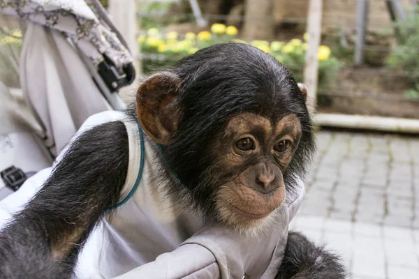 Monito en un cochecito . — Foto de Stock