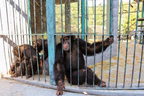 Monos tras las rejas . — Foto de Stock