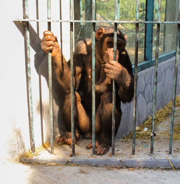 Mono en una jaula . — Foto de Stock