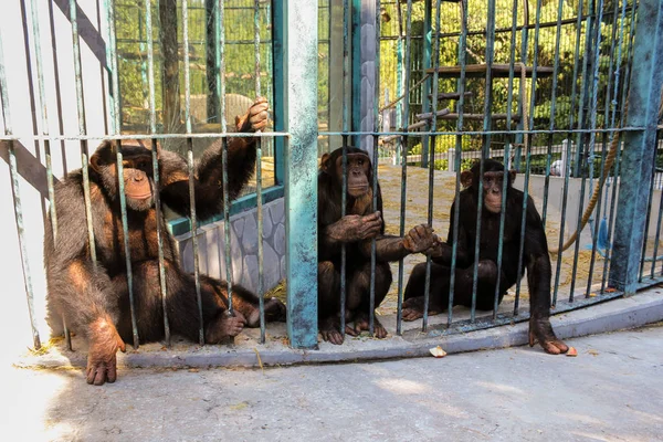 Familia de monos tras las rejas . — Foto de Stock