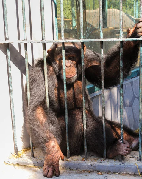 Chimpancés de mono tras las rejas . — Foto de Stock