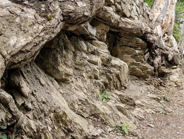 Roots on the stones. — Stock Photo, Image