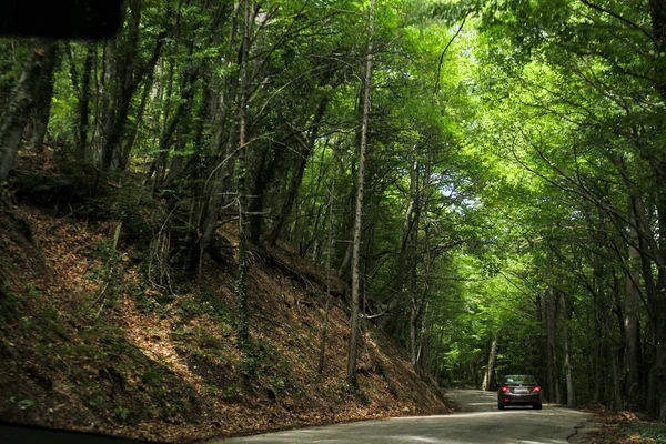 The road to the forest. — Stock Photo, Image