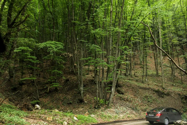 Forest along the road. — Stock Photo, Image