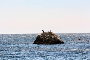 Bir çift deniz taş karabatak.