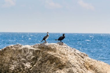 Karabatak bir kayanın üzerinde bir çift.