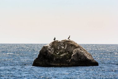 Bir çift deniz taş karabatak.