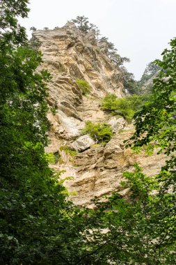 Top of Rock'tan ağaçların arasındaki.