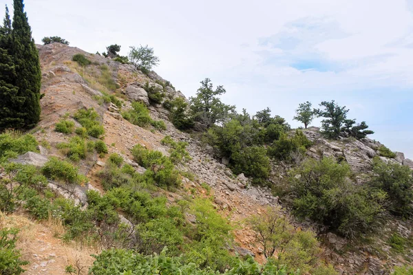 Parte superior del gato de montaña . — Foto de Stock