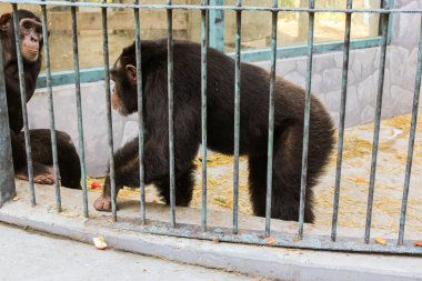 maymun demir parmaklıklar ardında.
